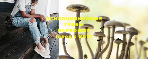 ПСИЛОЦИБИНОВЫЕ ГРИБЫ Михайловка